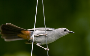 My first Catbird