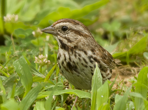 feeder visitor