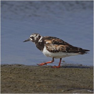 Ruddy Turnstone