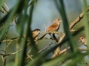 Paradoxornis webbianus