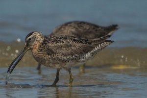 short billed dowitcher