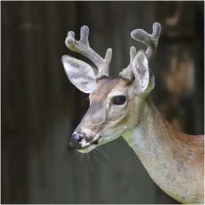 Texas White-tailed Deer (buck in velvet)
