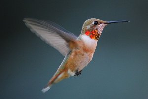 Ruler of the feeder!