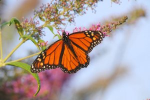 Monarch in the Butterfly Bush