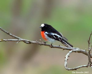 Scarlet Robin