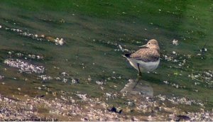 Solitary sandpiper with frog
