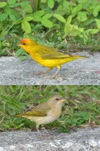 Orange-fronted Yellow-finch