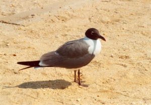 Laughing Gull at Barnegat Light