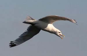 Kittiwake