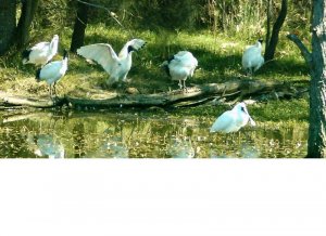Austr.White Ibis and Royal Spoonbill