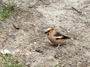 Hawfinch (male)