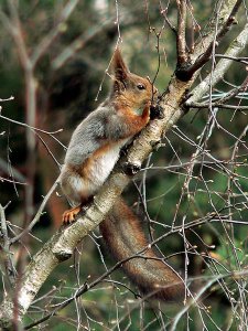 Red Squirrel