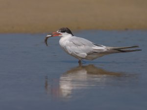 Common Tern