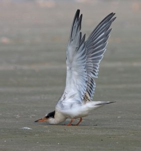 Common Tern