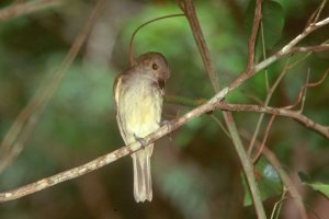 Pale-bellied Tyrant Manakin