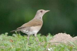 Pale-breasted Thrush