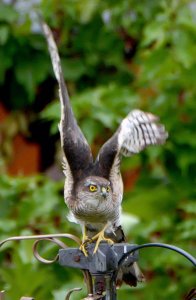 Male Sparrow Hawk