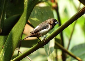 White-rumped Munia