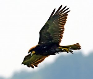 Marsh Harrier