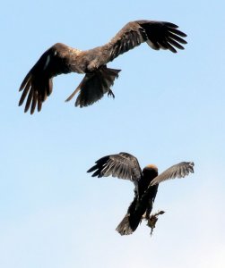 Harrier food pass