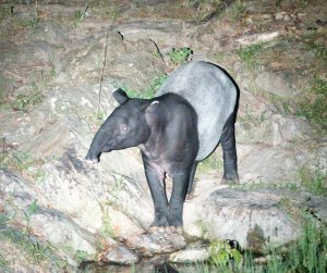 Tapir