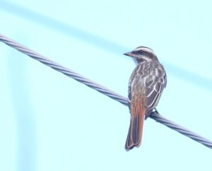 Variegated Flycatcher