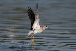 stilt sandpiper