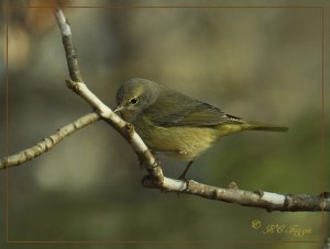 Another migrating Warbler