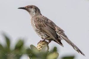 Little Wattlebird