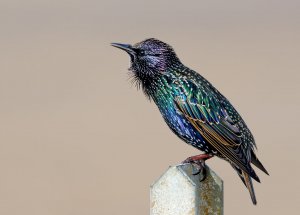 Common Starling