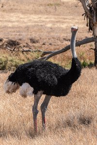 Male Somali Ostrich