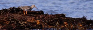 Redshank