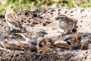 Shelley's Sparrows