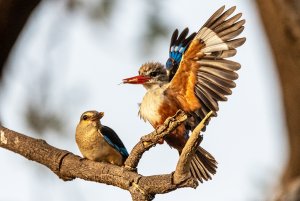 Grey-headed kingfisher and chick