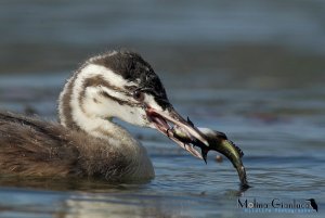 Little great crested grebe  with prey