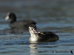 Great Crested Grebe