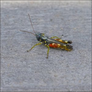 Spur-throated Toothpick Grasshopper