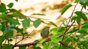 Pallas's Leaf Warbler