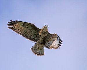 Common Buzzard