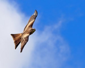 Red Kite