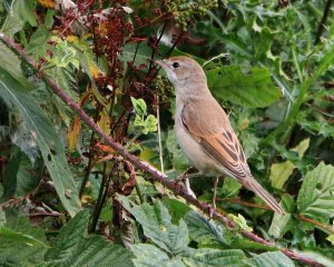 Whitethroat