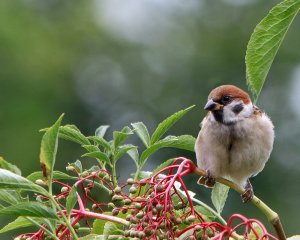 Tree Sparrow