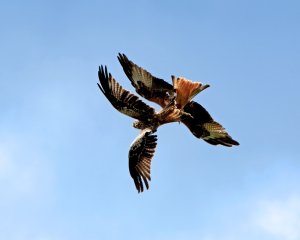 More Red Kites