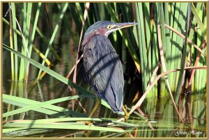 Green Heron a first for Portugal