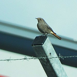 Black Redstart