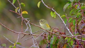 Red-flanked Bluetail