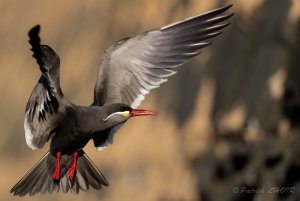 Flight of the Inca Tern