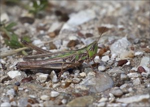 Brown-winged Slant-faced Grasshopper
