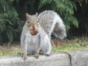 Squirrel with his nut