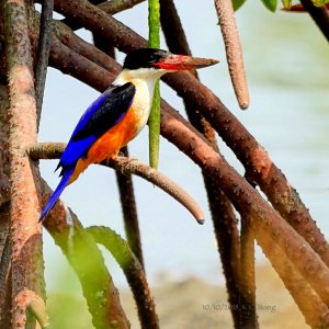 Black-Capped Kingfisher